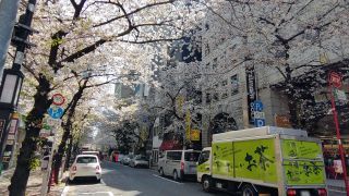 八重洲さくら通りの桜写真２