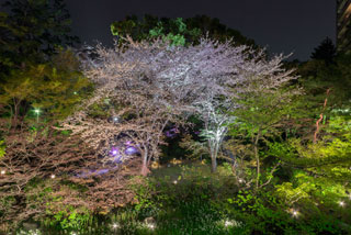 御殿山トラストシティ・御殿山庭園の桜写真２
