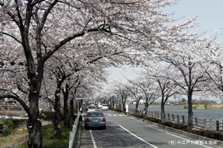 伊佐沼公園の桜写真２