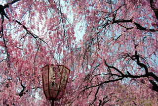原谷苑の桜写真１