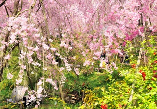 原谷苑の桜写真２