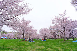 舎人公園の桜写真１