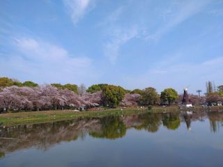浮間公園の桜写真２