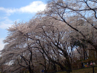 戸山公園の桜写真１