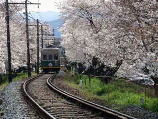 嵐電　桜のトンネル写真１