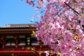 鶴岡八幡宮の桜写真１