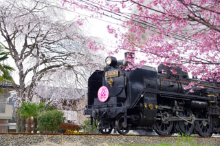 SLパレオエクスプレス(秩父鉄道)の桜写真１