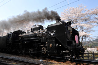 SLパレオエクスプレス(秩父鉄道)の桜写真２