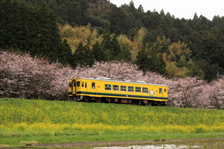 いすみ鉄道の桜写真２