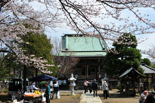 手児奈霊神堂の桜写真１