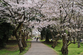 佐倉城址公園の桜写真１