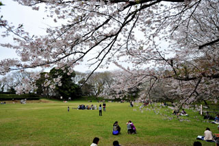 佐倉城址公園の桜写真２