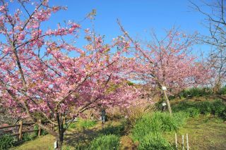 官軍塚の河津桜写真１