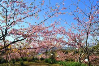 官軍塚の河津桜写真２