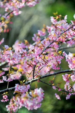 官軍塚の河津桜の写真３