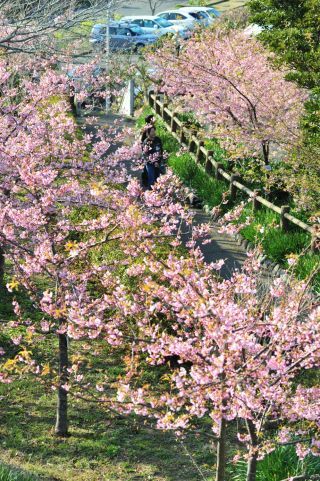 官軍塚の河津桜の写真４