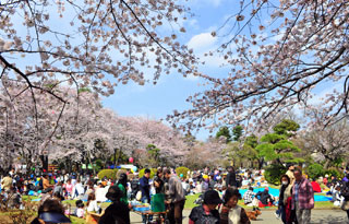 里見公園の桜写真２