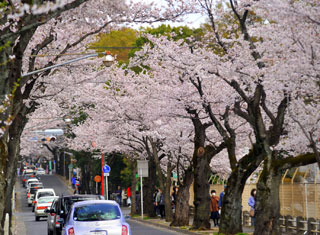 常盤平さくら通りの桜写真２