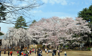 真間山 弘法寺の桜写真１