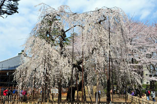 真間山 弘法寺の桜写真２