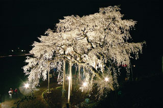 奥山田のしだれ桜の写真３