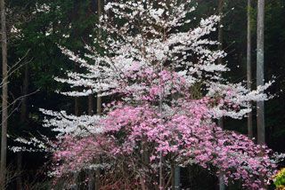 常照寺の桜写真２