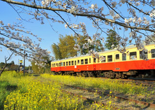 小湊鉄道の桜写真２