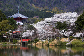 旧嵯峨御所大本山大覚寺の桜写真１