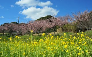 抱湖園（元朝桜）写真１
