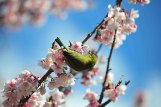 抱湖園（元朝桜）写真２