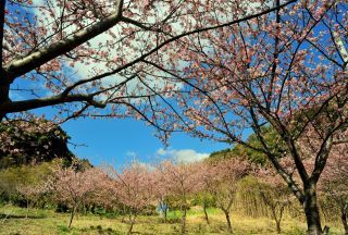 抱湖園の写真３