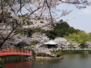定光寺公園の桜写真１