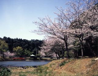 定光寺公園の桜写真２