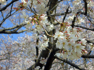 大宮第二公園の桜写真２