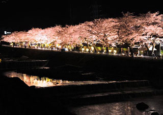 箱根町宮城野早川堤の桜写真２