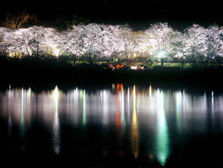 水源公園の桜写真１