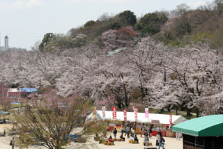 水源公園の桜写真２