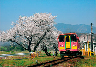 樽見鉄道の桜写真２