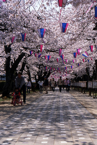 諏訪の桜トンネル写真２