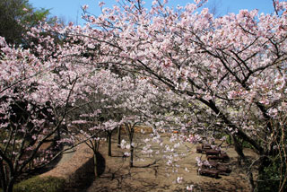 横浜市立金沢動物園の桜写真１