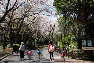 横浜市立金沢動物園の桜写真２