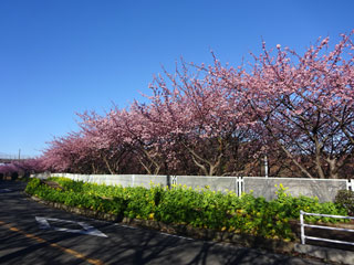 三浦海岸の河津桜「三浦海岸桜まつり」写真１
