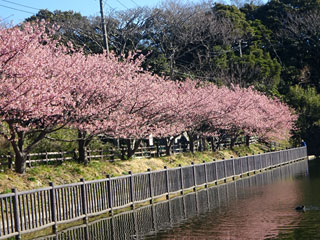 三浦海岸の河津桜「三浦海岸桜まつり」の写真３