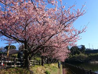三浦海岸の河津桜「三浦海岸桜まつり」の写真４
