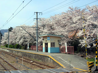富士急行線 東桂駅の桜写真２