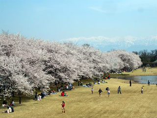 富山県中央植物園の桜写真１