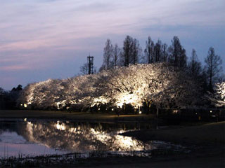 富山県中央植物園の桜写真２