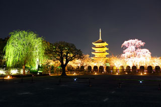 東寺の桜写真２