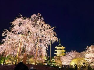 東寺の桜写真２