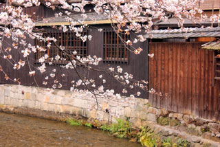 祇園白川の桜写真１
